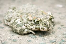 Attēlu rezultāti vaicājumam “Pseudepidalea viridis adult”