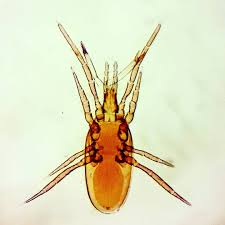 Attēlu rezultāti vaicājumam “Acari”