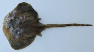 Image result for Raja radula