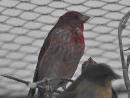 Attēlu rezultāti vaicājumam “Carpodacus erythrinus”