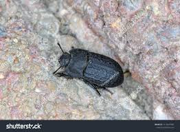 Attēlu rezultāti vaicājumam “Opatrum sabulosum”