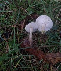 Attēlu rezultāti vaicājumam “Collybia sp.”