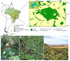 Attēlu rezultāti vaicājumam “Colloderma oculatum sessile”
