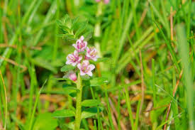 Attēlu rezultāti vaicājumam “Glaux maritima flower”