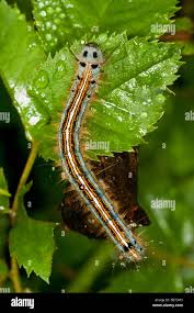 Attēlu rezultāti vaicājumam “Malacosoma neustria”