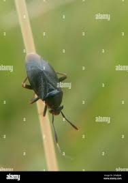 Attēlu rezultāti vaicājumam “Capsus ater”