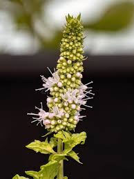 Attēlu rezultāti vaicājumam “Mentha spicata flower”