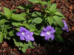 Image result for Browallia speciosa