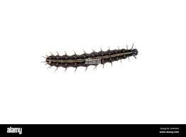 Attēlu rezultāti vaicājumam “Argynnis paphia larva”