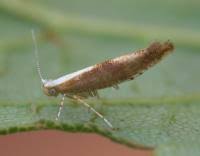 Attēlu rezultāti vaicājumam “Argyresthia albistria”