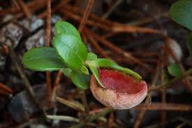 Attēlu rezultāti vaicājumam “Exobasidium vaccinii”