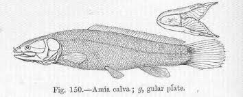 Image result for Amia calva