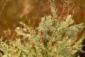 Attēlu rezultāti vaicājumam “Asparagus officinalis leaf”