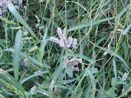 Attēlu rezultāti vaicājumam “Mentha longifolia”