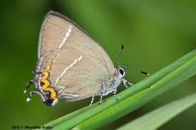 Attēlu rezultāti vaicājumam “Satyrium w-album”