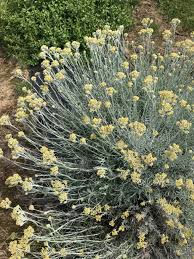 Image result for Helichrysum lindleyii