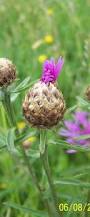 Attēlu rezultāti vaicājumam “Centaurea jacea bud”