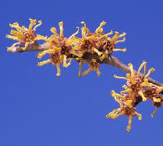 Attēlu rezultāti vaicājumam “Hamamelis vernalis flower”