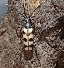 Attēlu rezultāti vaicājumam “Leptura quadrifasciata”