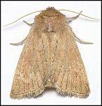 Attēlu rezultāti vaicājumam “Chortodes fluxa”