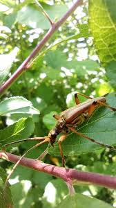 Attēlu rezultāti vaicājumam “Stenocorus meridianus”
