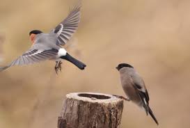 Attēlu rezultāti vaicājumam “Pyrrhula pyrrhula male”