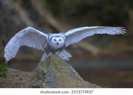 Image result for Bubo scandiacus