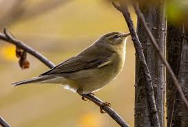 Attēlu rezultāti vaicājumam “Phylloscopus trochilus”