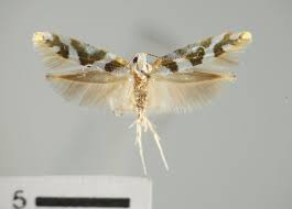 Attēlu rezultāti vaicājumam “Argyresthia goedartella”