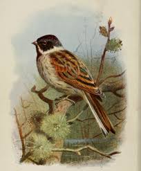 Attēlu rezultāti vaicājumam “Emberiza schoeniclus male”