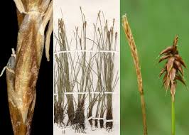 Attēlu rezultāti vaicājumam “Carex davalliana”