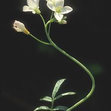Attēlu rezultāti vaicājumam “Cardamine pratensis leaf”