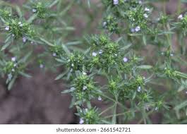 Image result for Satureja hortensis