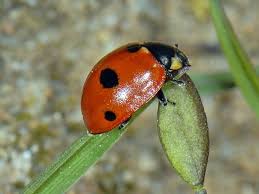 Attēlu rezultāti vaicājumam “Coccinella quinquepunctata”