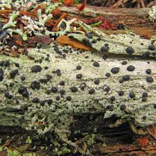 Attēlu rezultāti vaicājumam “Mycoblastus sanguinarius”