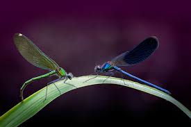 Attēlu rezultāti vaicājumam “Calopteryx virgo female”