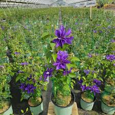 Attēlu rezultāti vaicājumam “Clematis flower”