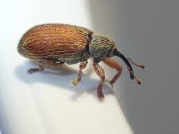 Attēlu rezultāti vaicājumam “Brachonyx pineti”