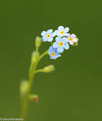 Attēlu rezultāti vaicājumam “Myosotis laxa subsp. baltica”
