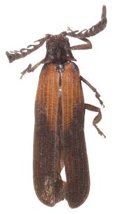 Attēlu rezultāti vaicājumam “Lycidae”