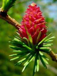 Attēlu rezultāti vaicājumam “Larix kaempferi female flower”