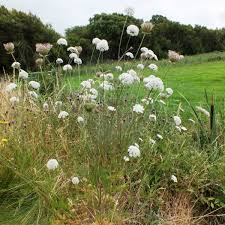 Image result for Daucus carota