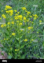 Attēlu rezultāti vaicājumam “Bunias orientalis”