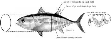 Image result for Thunnus atlanticus