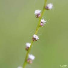 Attēlu rezultāti vaicājumam “Triglochin palustre fruit”