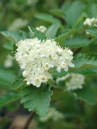 Attēlu rezultāti vaicājumam “Sorbus intermedia”