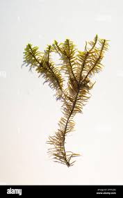 Attēlu rezultāti vaicājumam “Abietinella abietina”