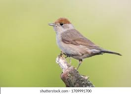 Attēlu rezultāti vaicājumam “Sylvia atricapilla”