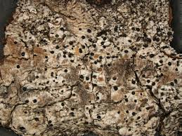 Attēlu rezultāti vaicājumam “Acrocordia gemmata”