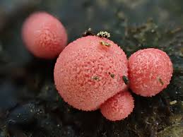 Attēlu rezultāti vaicājumam “Lycogala leopardinum sessile”